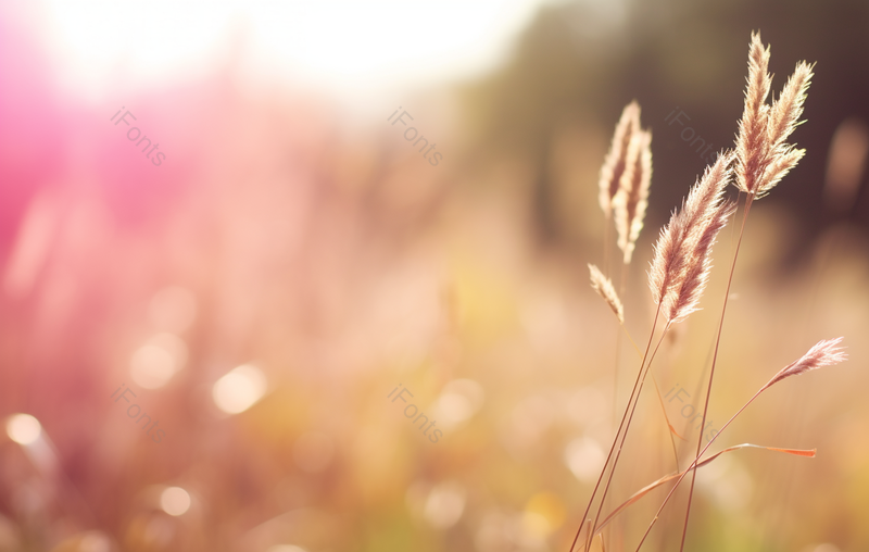 早晨草地上小草植物自然背景壁纸,高清,摄影图,摄影图片,图片大全,摄影图免费下载